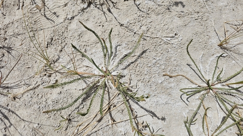Image of Ivesia kingii by (c) Chris Winchell, some rights reserved (CC BY)