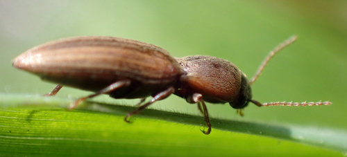 Lined Click Beetle, Graafland, Groot-Ammers, South Holland, NL, photo 3 of 10
