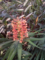 Hedychium coccineum