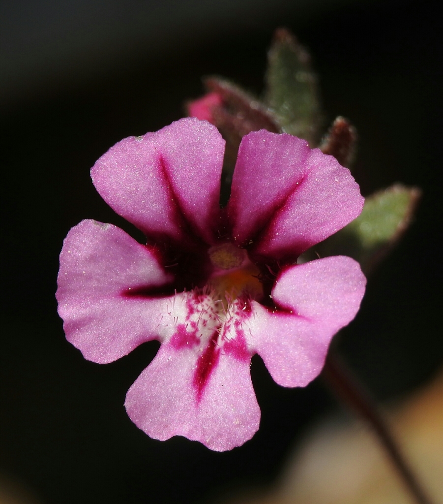 Layne's monkeyflower