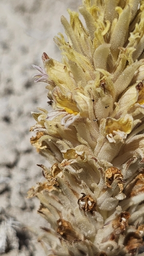 Image of Aphyllon parishii by (c) Chris Winchell, some rights reserved (CC BY)
