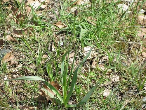 Allium phthioticum