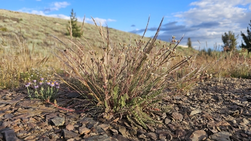 Image of White Mountains Horkelia (Horkelia hispidula) by (c) Chris Winchell, some rights reserved (CC BY)