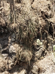 Disocactus speciosus