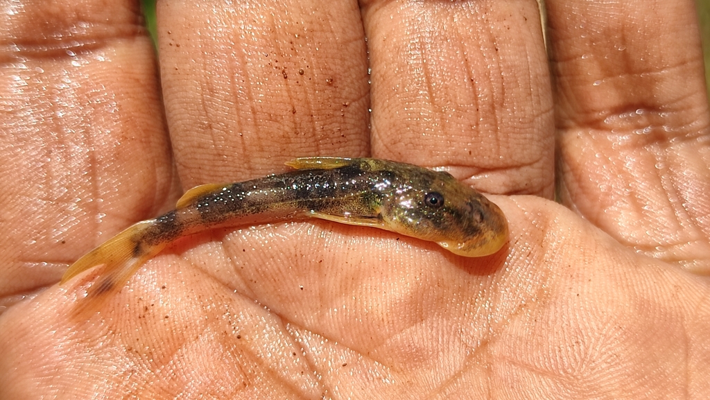Short barbelled suckermouth (Chiloglanis brevibarbis) — Mochokidae