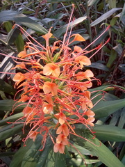 Hedychium coccineum