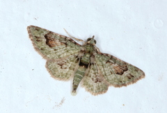 Calluga costalis