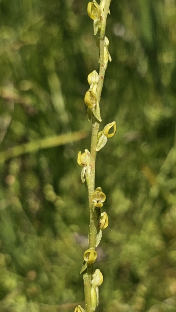 Platanthera yosemitensis