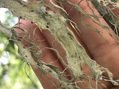 Ramalina sharpii
