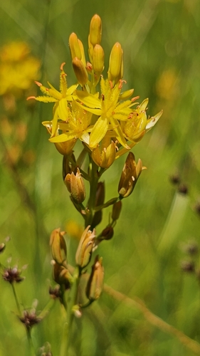 Image of Narthecium californicum by (c) Chris Winchell, some rights reserved (CC BY)