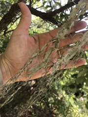 Ramalina sharpii