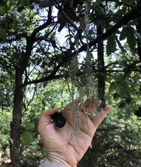 Ramalina sharpii