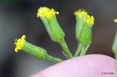 Senecio sylvaticus