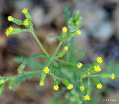 Senecio sylvaticus