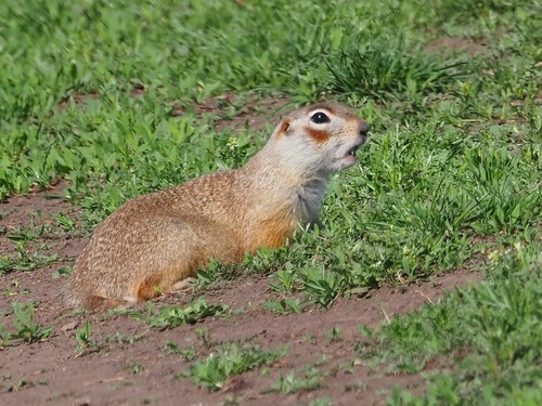 Vorontsov's Ground Squirrel