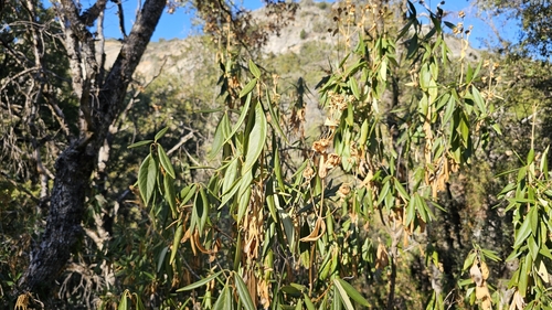 Carpenteria californica