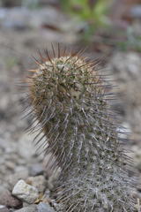 Mammillaria huitzilopochtli