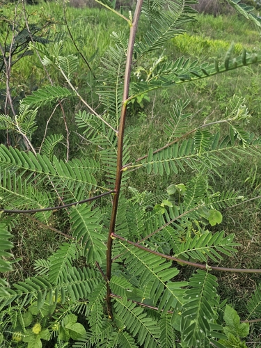 Papagayo (Sesbania sericea)