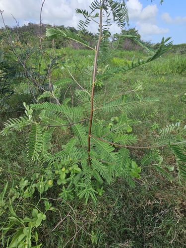 Image of Sesbania sericea by (c) ritirene, some rights reserved (CC BY)