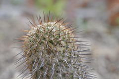 Mammillaria huitzilopochtli