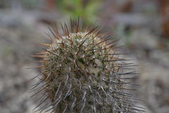Mammillaria huitzilopochtli