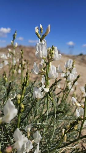 Image of Astragalus pachypus by (c) Chris Winchell, some rights reserved (CC BY)
