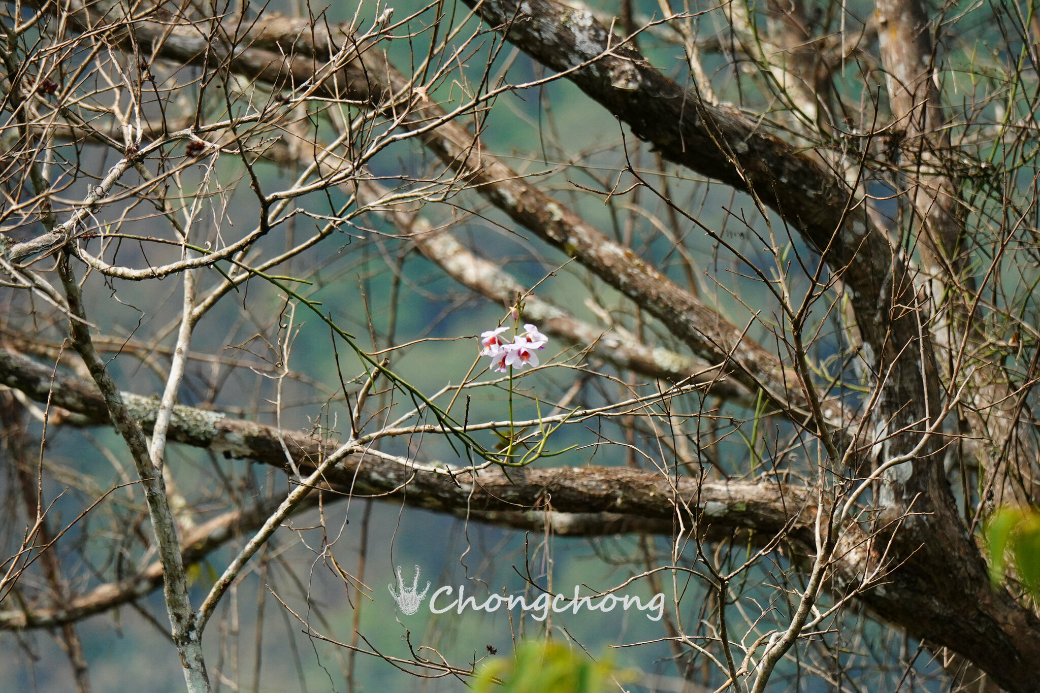 Imagem de Orquídea-borboleta