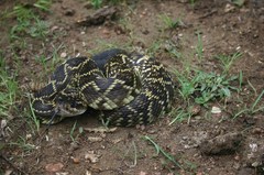 Crotalus molossus nigrescens