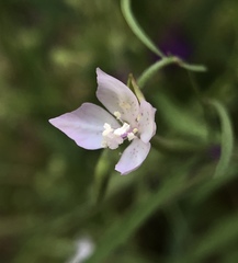 Clarkia similis