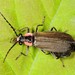 Three-ribbed Soldier Beetle - Photo (c) Jason M Crockwell, some rights reserved (CC BY-NC-ND), uploaded by Jason M Crockwell