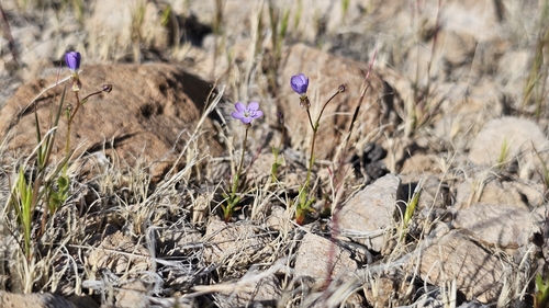 puffcalyx gilia (Gilia aliquanta)