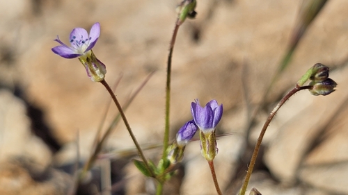Image of Gilia aliquanta by (c) Chris Winchell, some rights reserved (CC BY)