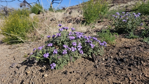 Image of Southwestern Mock Vervain (Glandularia gooddingii) by (c) Chris Winchell, some rights reserved (CC BY)