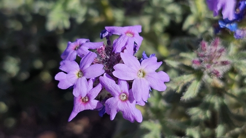 Image of Southwestern Mock Vervain (Glandularia gooddingii) by (c) Chris Winchell, some rights reserved (CC BY)