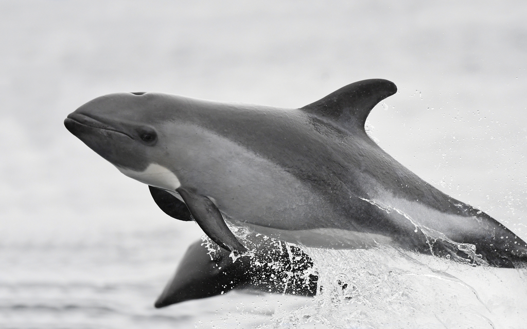 Immagine rappresentativa del genere Cephalorhynchus