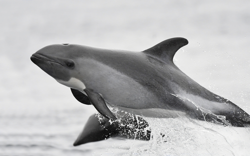 Peale's Dolphin