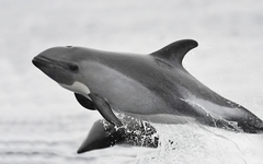 Peale's Dolphin photo 5