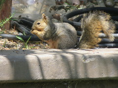 Sciurus niger