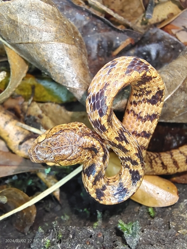 Photo of a Hampton's Slug Snake (Pareas hamptoni)