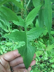 Lactuca floridana