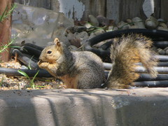Sciurus niger