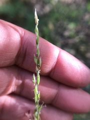Melica torreyana