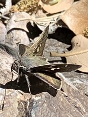 Atrytonopsis pittacus