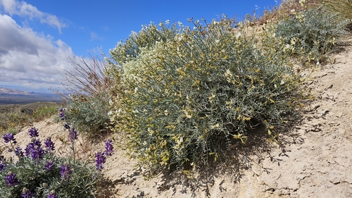 Image of Astragalus pachypus by (c) Chris Winchell, some rights reserved (CC BY)