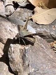 Atrytonopsis pittacus