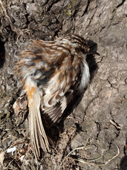 Certhia americana