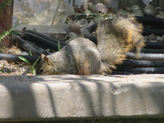 Sciurus niger