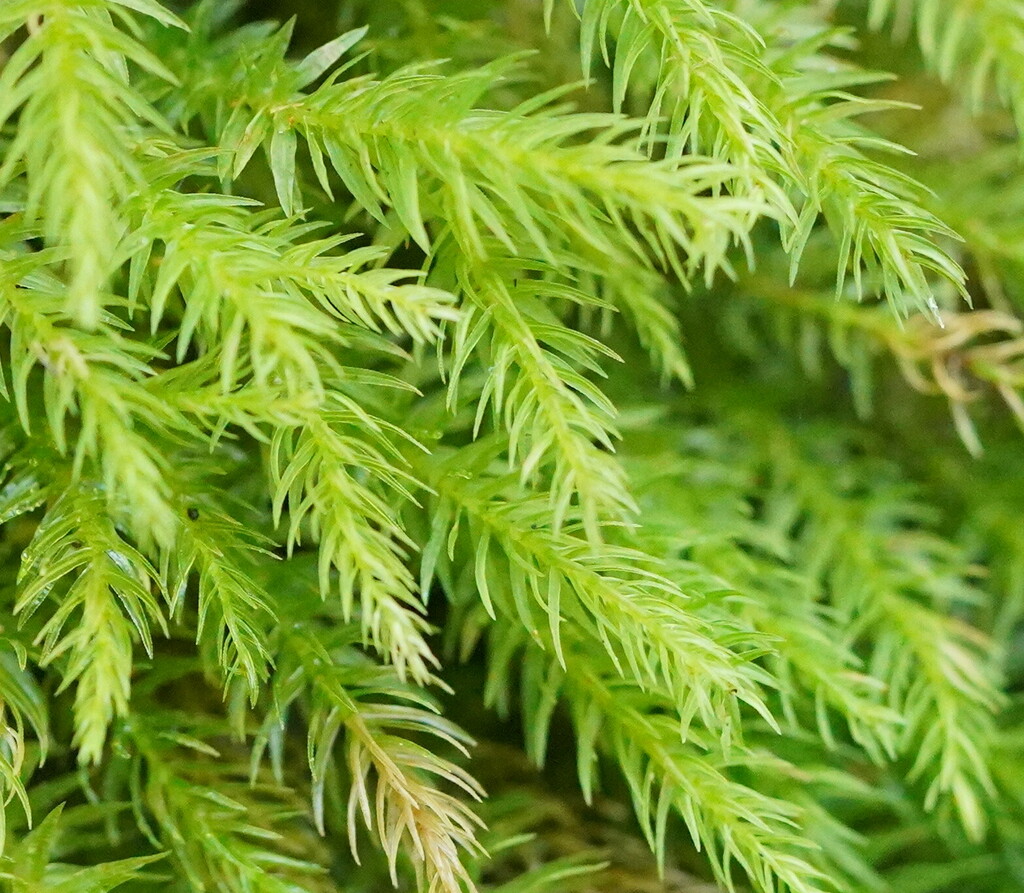 Hymenodontopsis