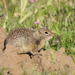 Idaho Ground Squirrel - Photo (c) diomedea_exulans_li, some rights reserved (CC BY-NC)