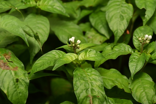 Image of Ophiorrhiza japonica by (c) Yung-Lun Lin, some rights reserved (CC BY)